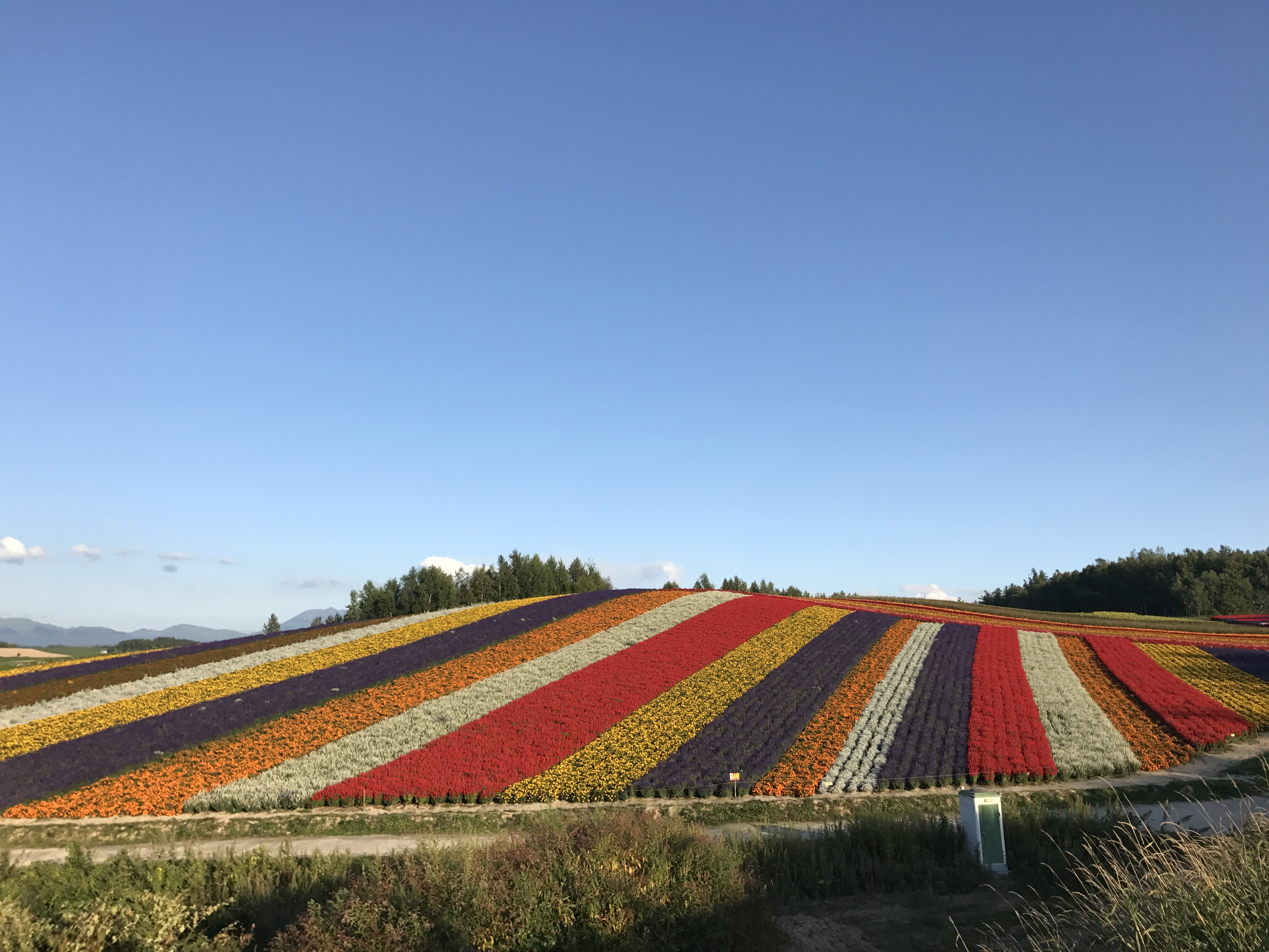 8月底开学前去北海道 富良野地区花开得怎么样 安排一天还是两天好 穷游问答