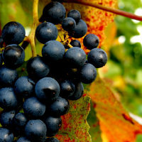 白本,无业旅游多次往返申根签证,被德国使馆拒