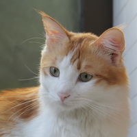 瑞士申根签证多久出签?