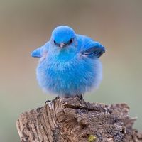 Bluefirebird