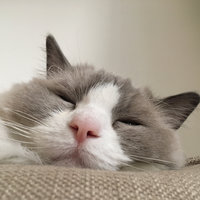 免费送电话卡和巴塞罗那、马德里的交通卡