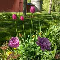 大四学生十二月初想去加拿大探望男友 如何办