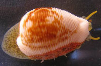 cowrie