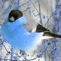 工行、中行欧元信用卡意铁网买票要先认证