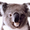 apollo-koala