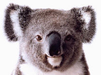 apollo-koala