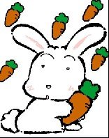 菜鸟兔兔