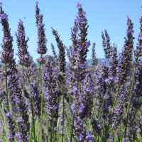 请教在哪里买Swiss Pass最划算?