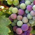 Grapes_corn