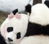 大熊猫and小熊猫