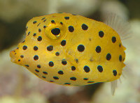 boxfish泡泡