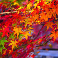 意大利申根签【8\/7拒签,9\/23二签出签证】8\/5一