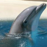 dolphin_2012