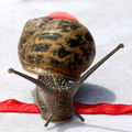 吹海螺的蜗牛