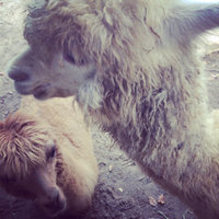 2017年3月,美签被发221g后通过