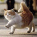 大猫爪