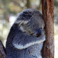 夫妻白本澳洲签证被拒!求助!