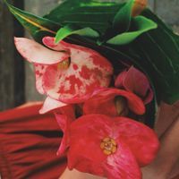 免费转让巴厘岛XL电话卡一张。(限江浙沪)