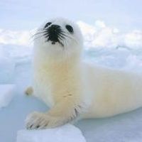 个人日本签证 领事馆电话核实信息 问题答错了