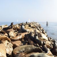 池塘边的小树上