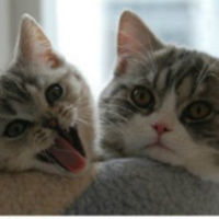 英国伦敦申请加拿大签证