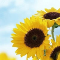 sunflower_quatz