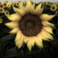 SunflowerL
