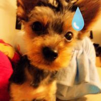 上海申请美国签证现在面试排期多久?