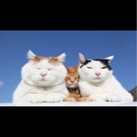 2015应届生白本护照申请加签十年多次顺利出