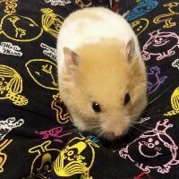 日本探亲签证的招聘理由书怎么写好?