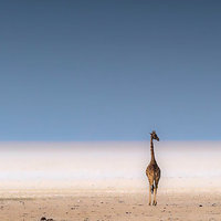 自由潜的长颈鹿