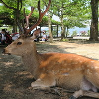山东户口(青岛领事馆)办日本自由行签证,终于不