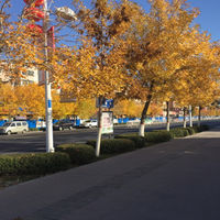 护照签发地:新疆, 汉族 去泰国是否可以落地签.