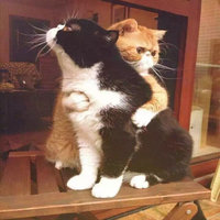 家庭主妇申请676澳洲签证,成功!