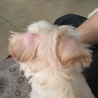 豆豆小头