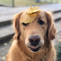 18年3月北京领区 捷克签证全流程办理