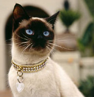 帅得稀里糊涂pvk