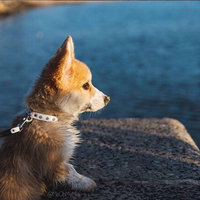 网申澳大利亚签证(IMMI) - 三年多次