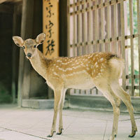 鹿子小同学