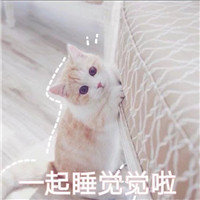 禅睡猫