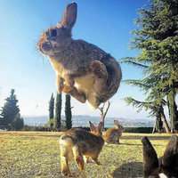 小兔子环游世界