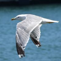 游客的比利时荷兰七日游线路