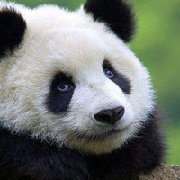 小熊猫偷偷溜