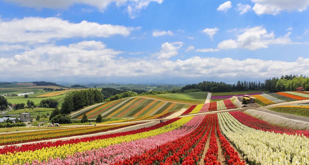 北海道赏花 幸福得像花儿一样