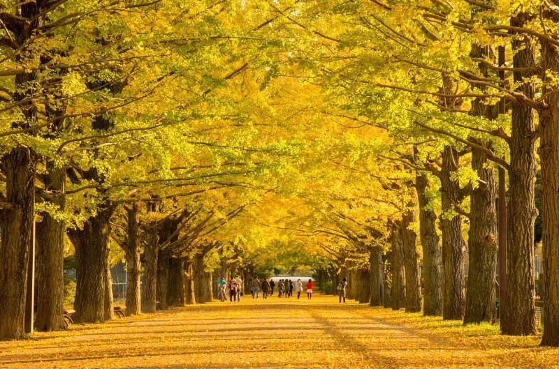 东京穷游锦囊 东京银杏绝景大集合 穷游锦囊