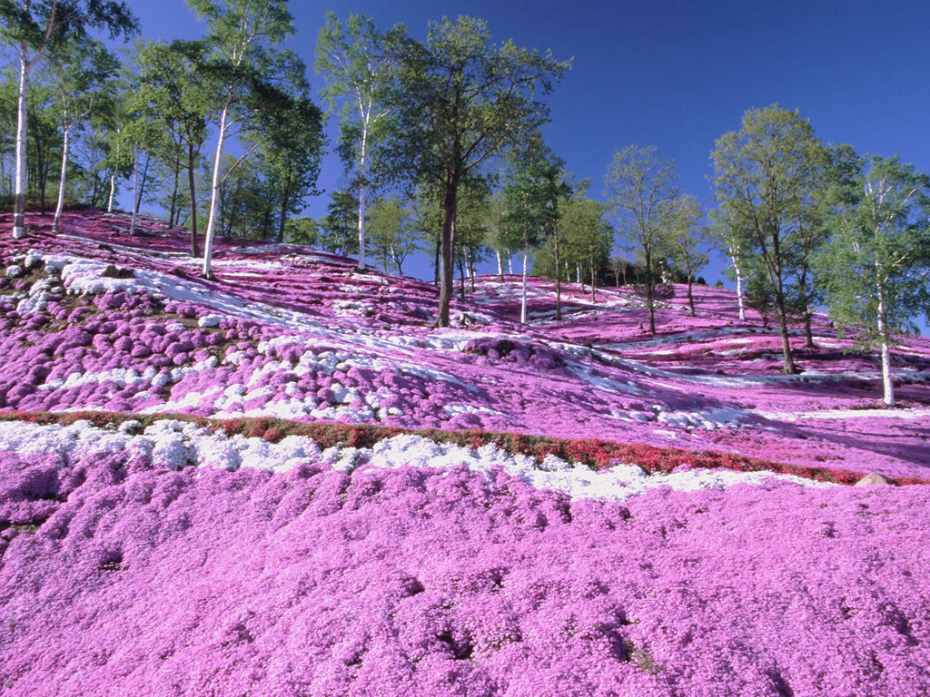 北海道穷游锦囊 北海道赏花 幸福得像花儿一样 穷游锦囊