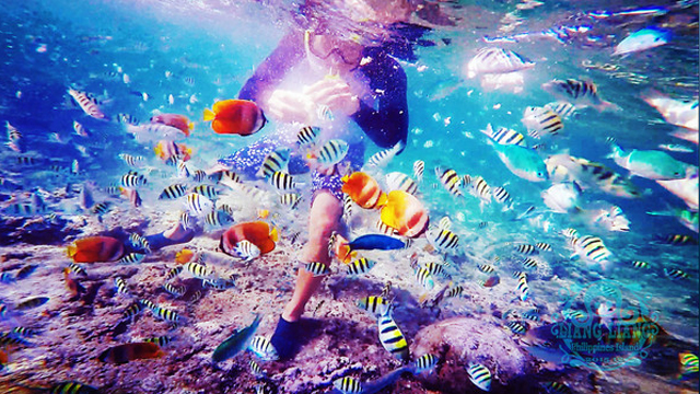 成都直飞宿务7天往返含税机票(直飞航班无中转