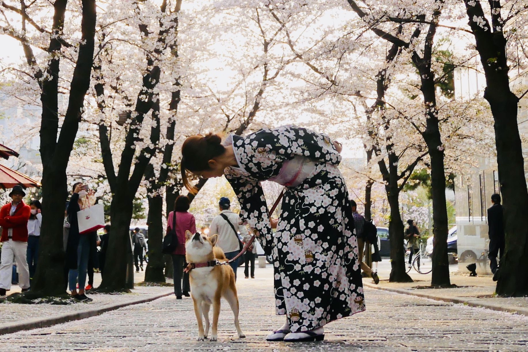 京都 犬 神社