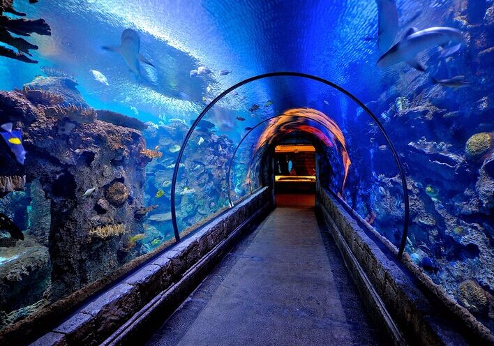 美国拉斯维加斯曼德勒湾鲨鱼礁水族馆门票 特价城市玩乐预订 自由行特价团购促销优惠 穷游折扣 一起发现最世界