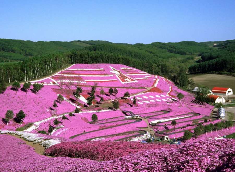 穷游商城 日本北海道紫竹花园 东藻琴芝樱 上涌別郁金香赏花2日游 札幌往返 2人起订 特价城市玩乐预订 打折促销优惠